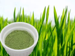 大麦若葉 超微粉砕装置粉砕機の用途:大麦若葉