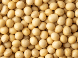 穀類 空気輸送機用途:穀類